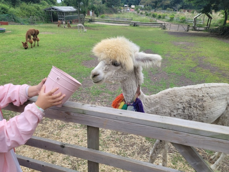  [제주 애월 가볼만한곳] 애월 여행 코스 도치돌 알파카목장