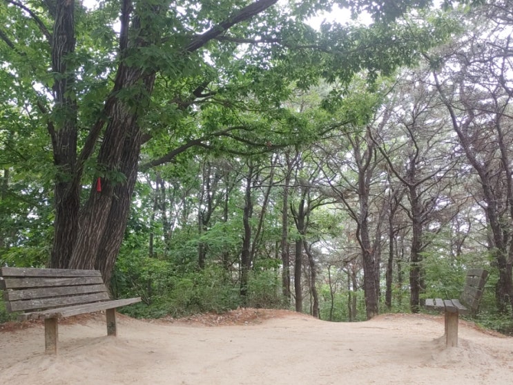 오늘 같이 흐린 날에 더욱 푸르른 망현산의 모습들 오늘 같이 흐린 날에 더욱 푸르른 망현산의 모습들