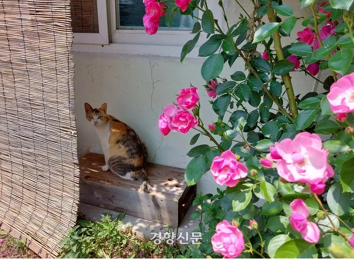 시골 고양이들은 우리와 함께 살 수 있을까요? 시골 고양이들은 우리와 함께 살 수 있을까요?