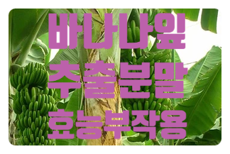  혈당관리에 바나바잎 분말 차 효능 부작용 먹는방법