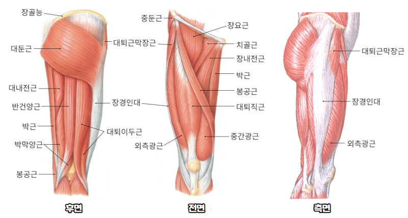 허벅지 근육 통증, 저림 및 조임 - 전방 후방 내측 및 외측 부위