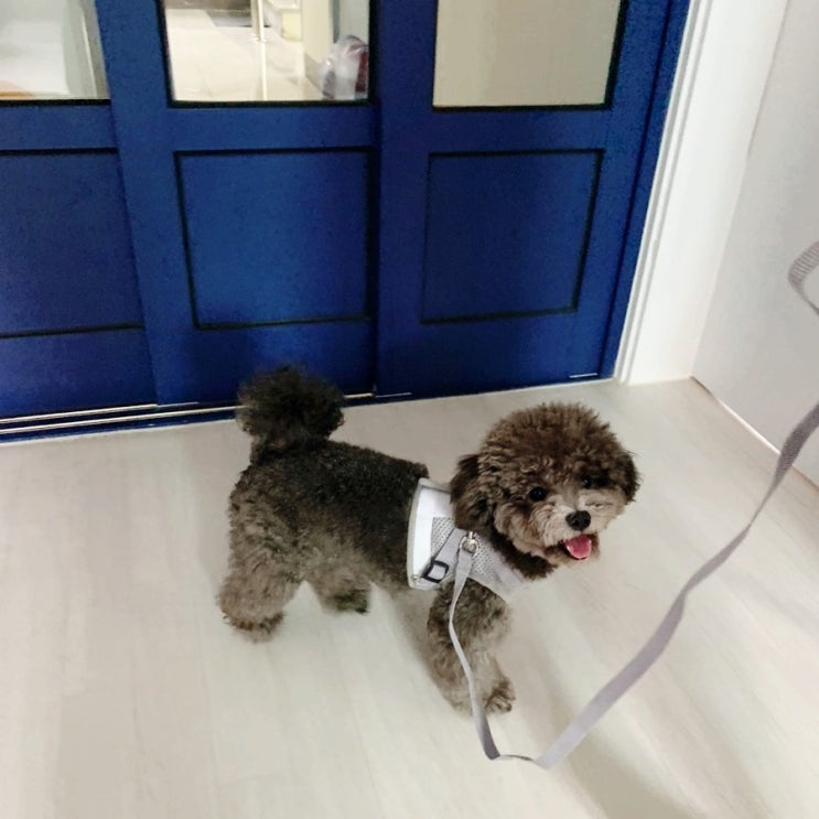  반려견 산책줄 목줄말고 미즈펫 하네스 가슴줄로 안정감 있게 