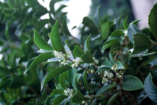  생활권수목 - 상록 교목 - 03. 목서(Osmanthus fragrans)