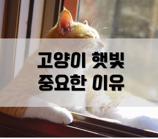  고양이 햇빛이 중요한 이유!(일광욕 효능)