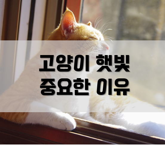 고양이 햇빛이 중요한 이유!(일광욕 효능)