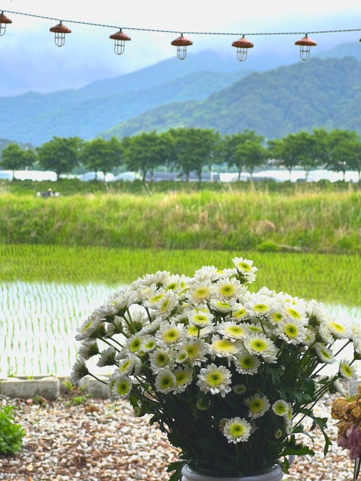  지리산 남원 인월 안내소앞 카페 제비 - 지리산&논뷰가 멋진 개그맨 전유성 테마카페 아기랑