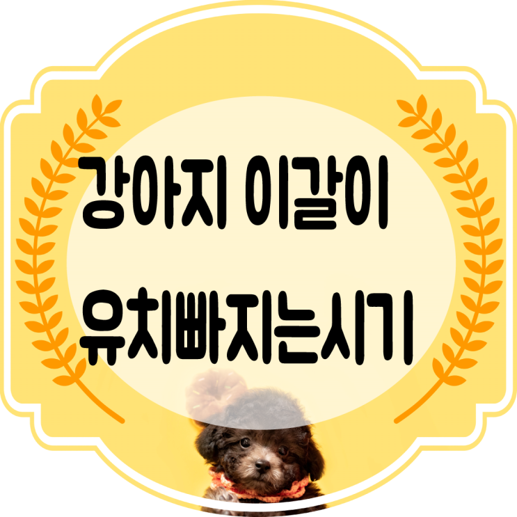  강아지이갈이 강아지유치빠지는시기