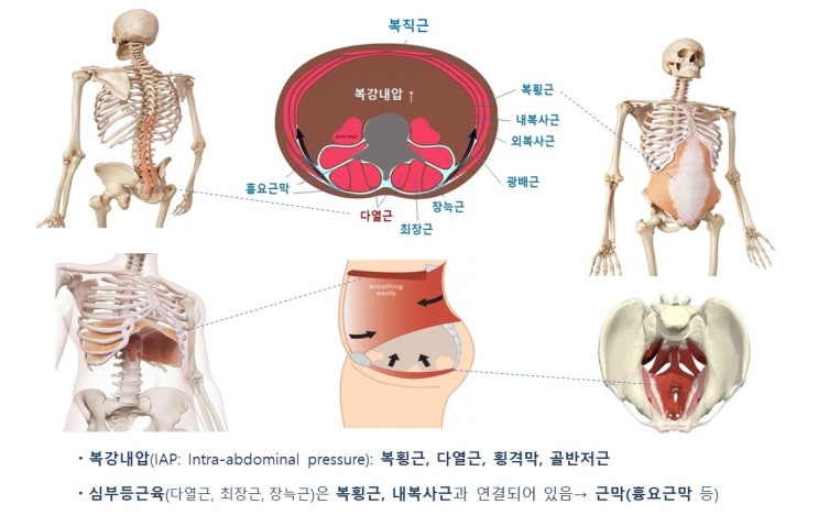  자세와 호흡법, 복식호흡과 흉식호흡, 횡격막과 골반저근(골반바닥근), 복강내압(IAP)