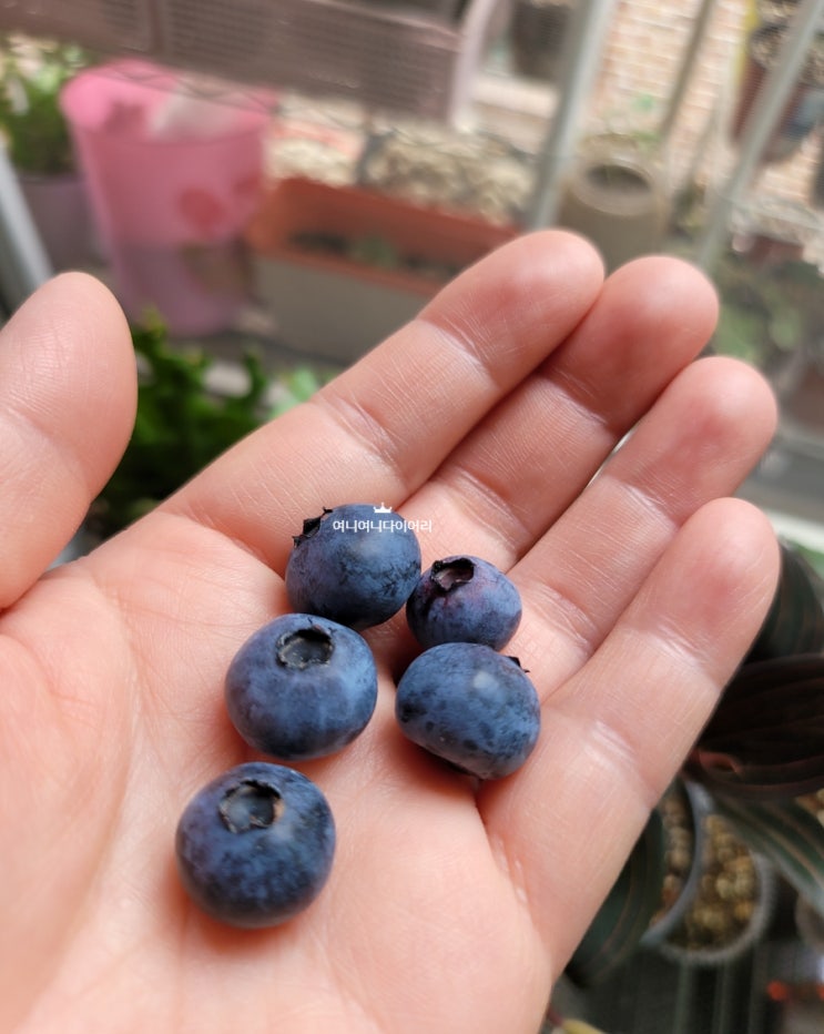 베란다에서 키운 블루베리 열매가 익어 수확하다.