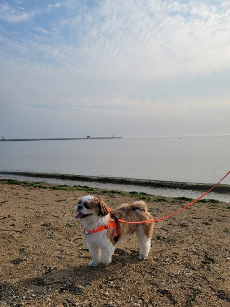 서울근교 강아지랑 갈만한곳, 궁평항 해수욕장 걷고 수산시장 회도 먹어요