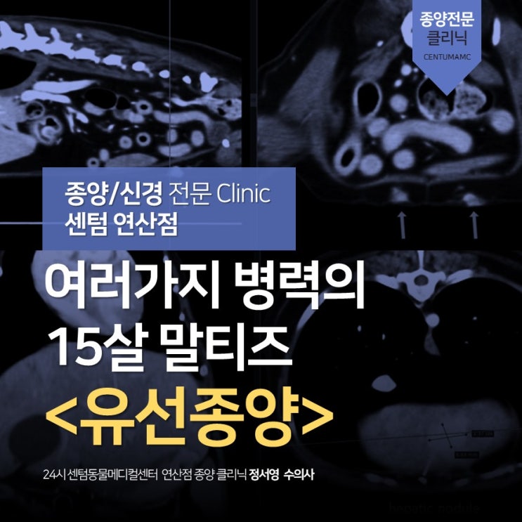 여러가지 병력의 15살 말티즈 <유선종양> (부산 종양전문 동물병원, 24시 센텀동물메디컬센터 연산점)