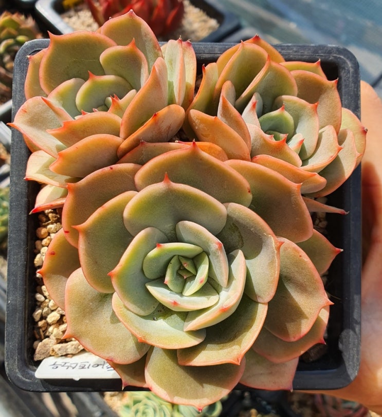  화이트스노우
