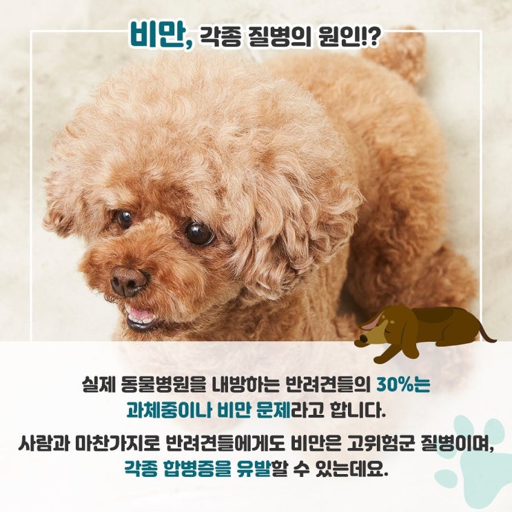  줄여야 산다, 반려견 비만!