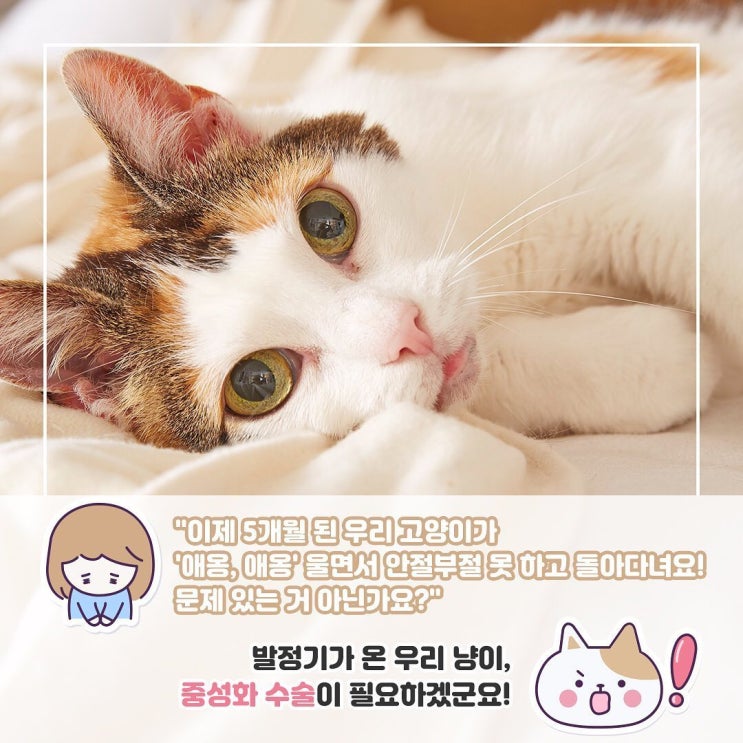  [반려상식] 반려묘 중성화 수술