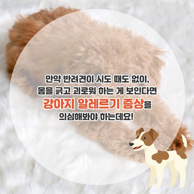  반려견 알레르기