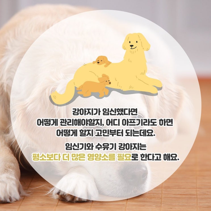  [반려상식] 임신한 우리집 반려견 내가 지킨다!