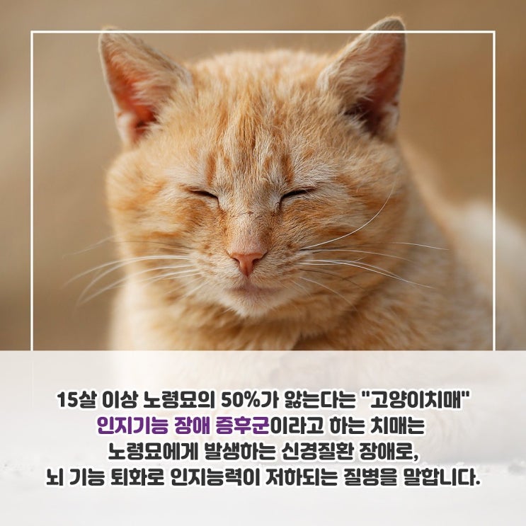  반려묘 치매증상! 보호자가 먼저 살펴주세요