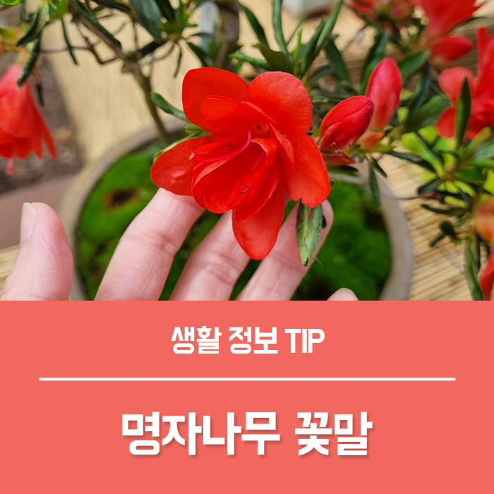  매혹적인 빨간꽃 명자나무 꽃말 명자꽃, 산당화 열매
