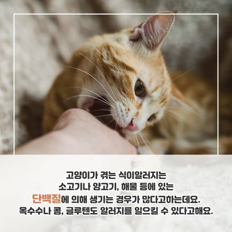  고양이 음식 알레르기