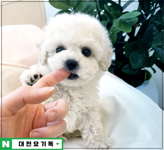  대전펫샵 3대질병평생보장 건강한 아이들만!