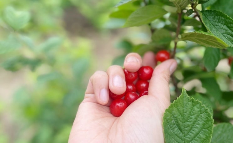  6월 제철과일 앵두 보세요~