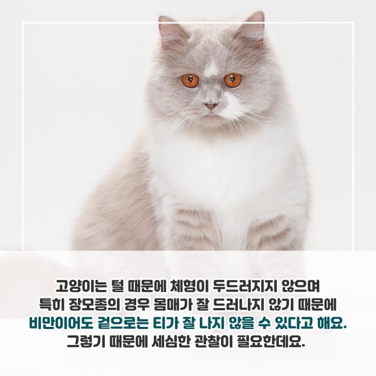  [반려상식] 우리집 먹보냥이 이제는 관리해야할 때!