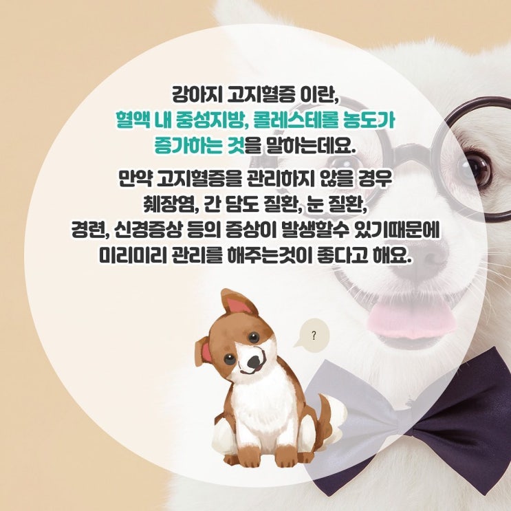  겉으로 보이지 않아 더 위험한 질병인 강아지 고지혈증