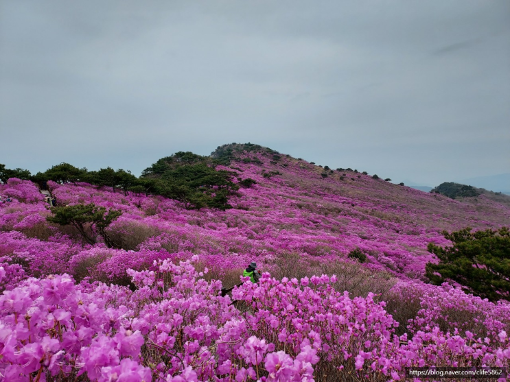 [차박 캠핑] 대구 여행(4/4) : 분홍빛 물결의 비슬산 참꽃 축제