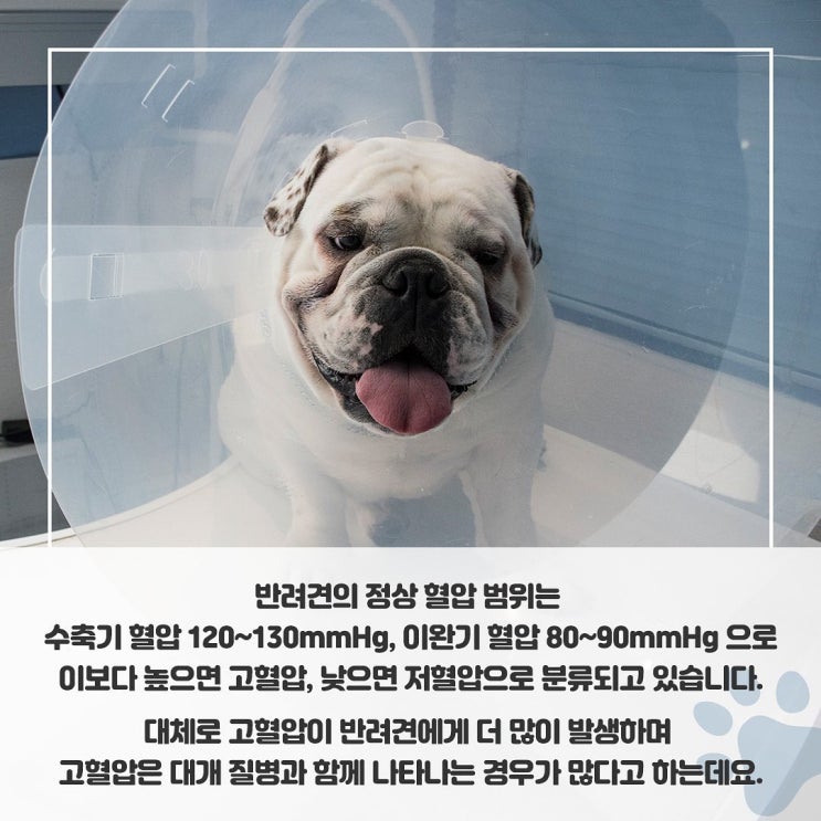  반려견 고혈압, 같이 알아봐요