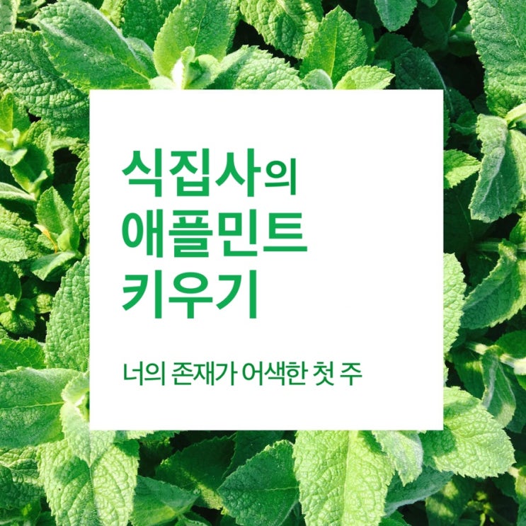  [식집사] 애플민트를 얻었어요. 허브 종류는 처음이야 잘부탁해 잘 자라줘