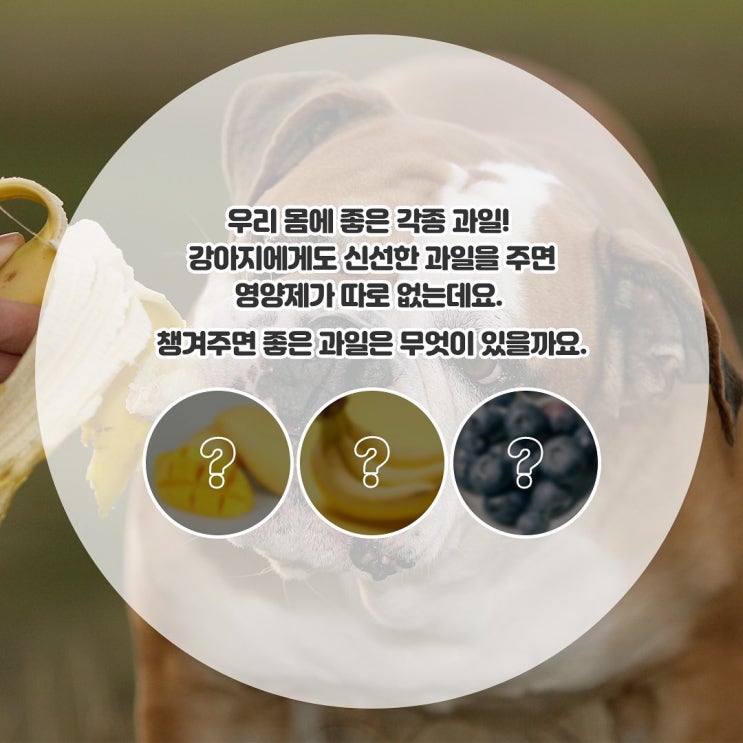  강아지 몸에 좋은 과일, 함께 챙겨주세요