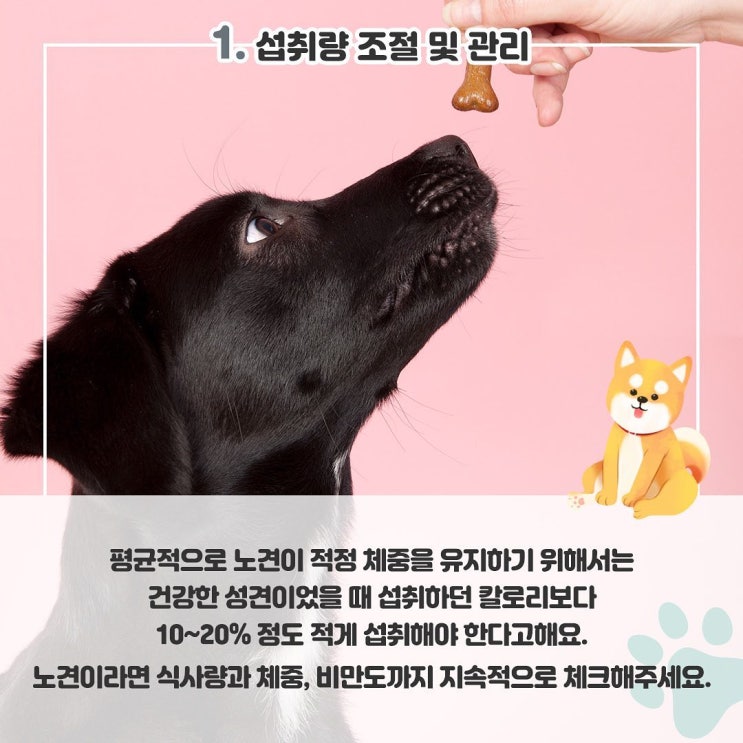  [반려상식] 노견을 키우는 반려인이 알아야할 노견 관리원칙!