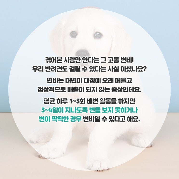  [반려상식] 말못하고 끙끙거리는 우리 아이 혹시, 변비?