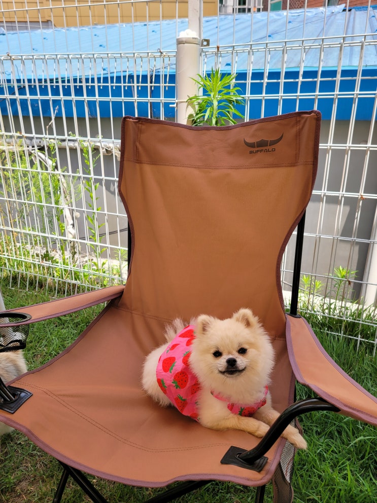  장마철 라드독 운영 안내