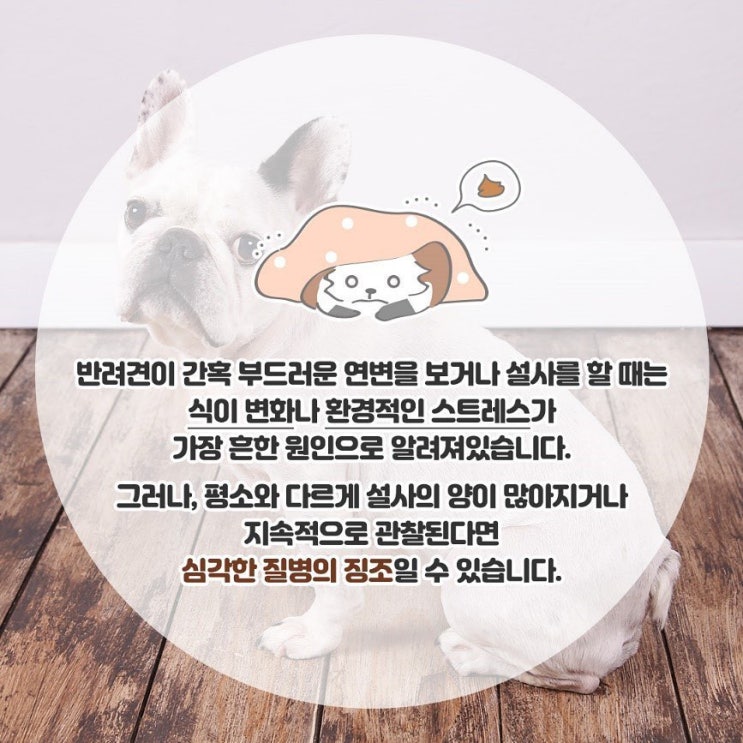  반려견이 설사할 때 어떻게 해야할까?