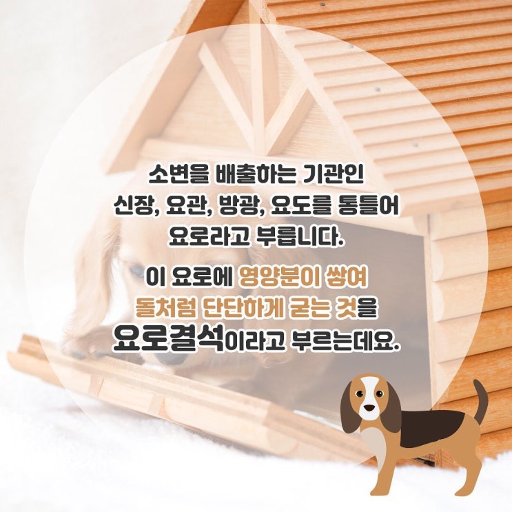  소변에서 피가 섞여 나온다면? [요로결석]