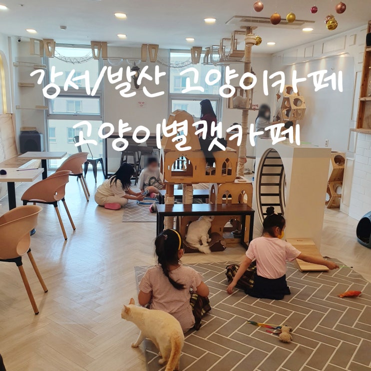  강서/발산 고양이카페 고양이별캣카페 :: 고양이 무서워하는 사람도 갈만함ㅋ