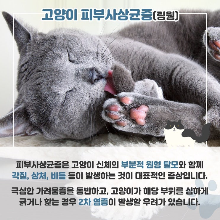  고양이 피부병, 피부사상균증 [링웜]