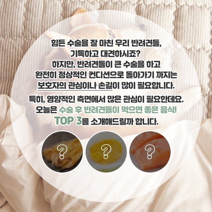  수술 후 반려견이 먹으면 좋은 음식 TOP 3