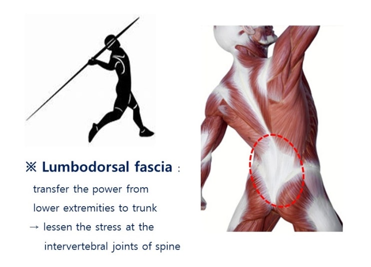  횡격막호흡과 자율신경, 근막시스템 Fascia System, Biotensegrity