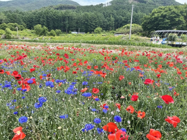  6월 원주 용수골 꽃양귀비축제 (~6.12 일요일까지)