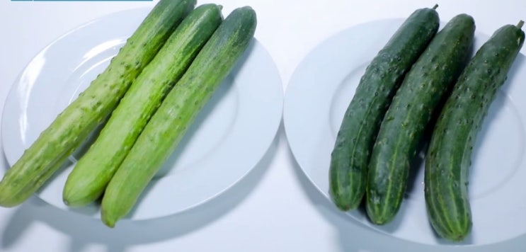  오이 효능 영양성분 (ft. 종류별 활용법 고르는 법 보관 방법)