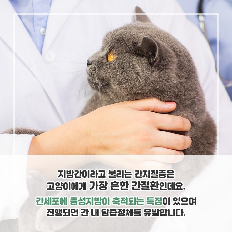 고양이 지방간이란 무엇이고, 어떤 증상이 있을까요?