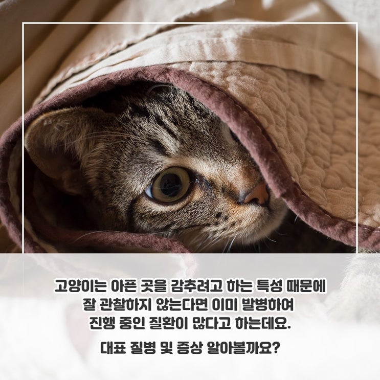 고양이가 특히 잘 걸리는 대표적인 증상은?