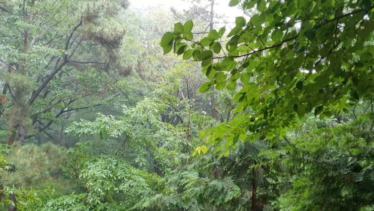 숲속 힐링 비소리 마음을 진정시키는 소리 편안함을 느껴 보세요 Healing rain sound in the forest, rain sound, soothing sound.