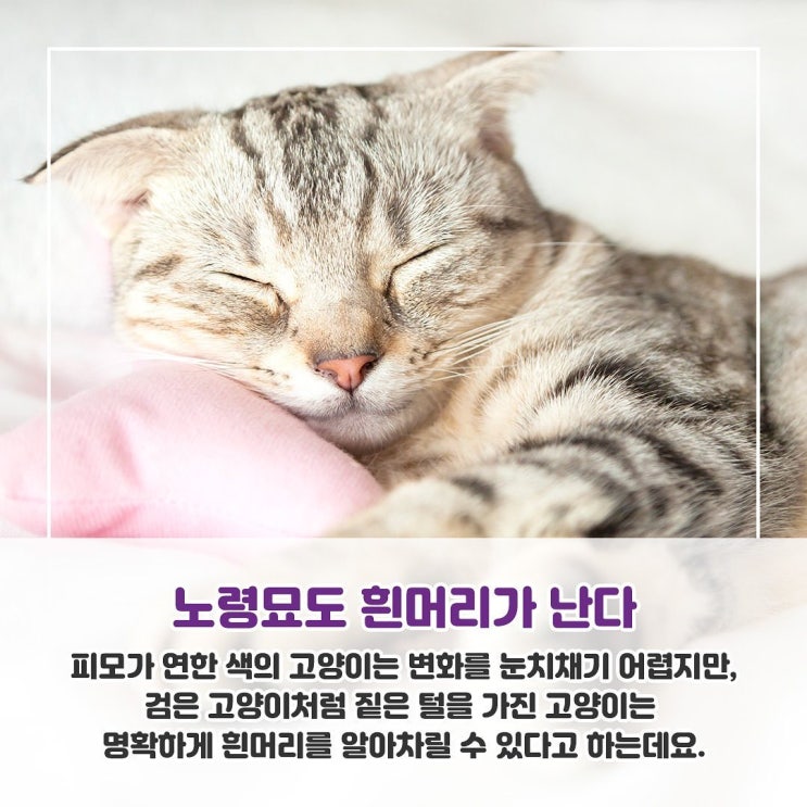  [반려상식] 고양이도 흰머리가 난다는 사실, 알고계신가요?