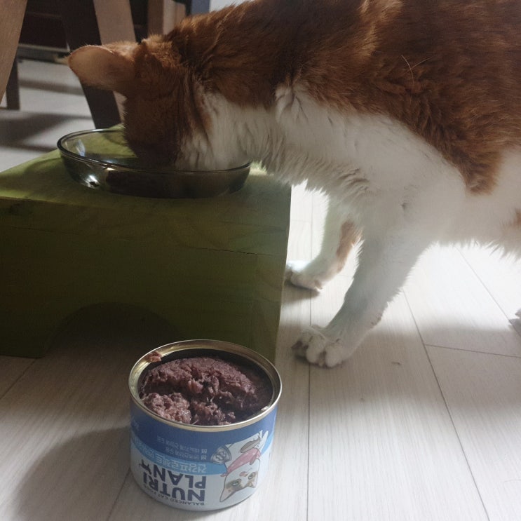  뽀짜툰 고양이캔, 맛있다냥(뉴트리플랜)