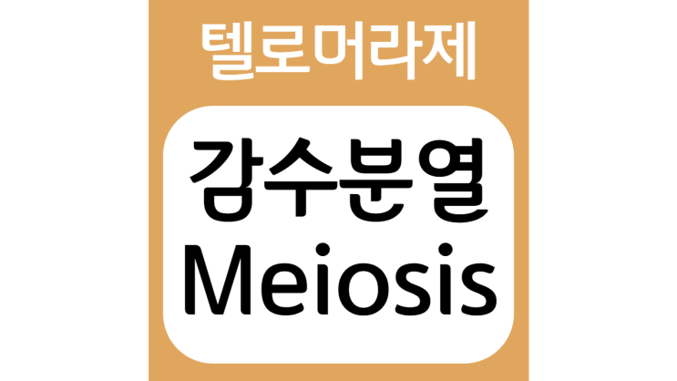 감수분열(Meiosis)