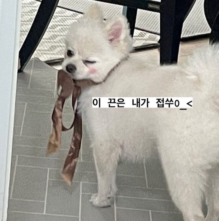  영광이 육아일기 열일곱번째. 홍잔망의 자리를 넘보는 잔망 영광이