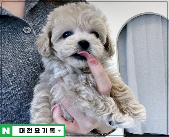  유성강아지분양 완벽한 애견분양입니다!